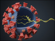 ہم کورونا وائرس اور میوٹیشنز کا سدِباب حصہ دوم