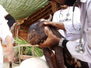 قربانی کا جانور خریدنے سے پہلے صحت کی جانچ کیسے کی جائے