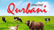 آن لائن قربانی کی سہولت فراہم کرنیوالوں کا کاروبار بڑھنے لگا