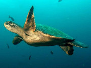 شارک اور کچھووں کی آبی شاہراہ دریافت لیکن خطرات سے دوچار