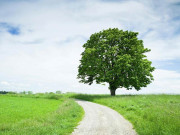ایک درخت بھی شہر کی گرمی کم کرنے میں اپنا کردار ادا کرتا ہے