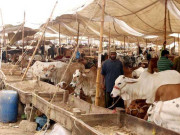 میئر کراچی کل ناردرن بائی پاس مویشی منڈی کا افتتاح کرینگے