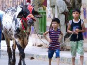 ملک بھر میں عید الاضحیٰ مذہبی جوش و جذبے سے منائی جا رہی ہے