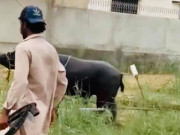 قربانی کے بھینسے کو گولیاں مارنے پر 8 افراد گرفتار