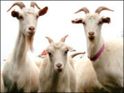 سلطان راکھا شیرو اور جنت