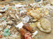 سڑکوں پر آلائشوں کے ڈھیر تعفن سے سانس لینا دوبھر