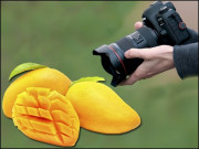 گٹھلیوں کے بغیر آم اور ہمارا میڈیا