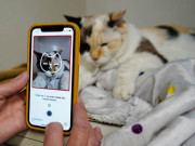 آپ کی پالتو بلی کا موڈ کیسا ہے اس ایپ سے معلوم کیجئے