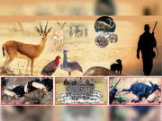 جنگلی حیات کا مستقبل داؤ پر لگ گیا