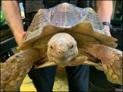 مفرور کچھوے نے پولیس کو چکرا کر رکھ دیا