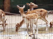 خون سے جانوروں کے زخموں کو مندمل کرنیوالاجیل تیار کر لیا گیا