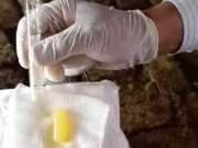 پاکستانی ماہرین نے جانوروں کیلیے ان ہی کے خون سے مرہم تیار کرلیا