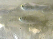 پنجاب کی آبی آلودگی اور دریاؤں میں مچھلیوں کی 7 اقسام خطرے سے دوچار