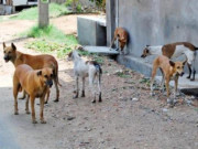 پنجاب میں آوارہ کتوں کی آبادی کنٹرول کرنے سے متعلق پالیسی منظور