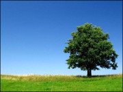 ایک ارب نہیں صرف ایک درخت