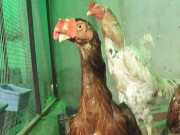 پاکستان میں لڑاکا مرغے پالنے کارحجان بڑھنے لگا