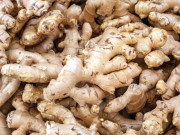 ادرک بہت سے امراض کی ایک دوا