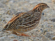 فیصل آباد؛ بٹیر، تیتر اور پاڑہ ہرن کے غیرقانونی شکار کیخلاف کارروائیاں، مقدمات درج