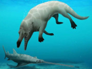 مصر سے چار ٹانگوں والی وھیل کی نئی قسم دریافت