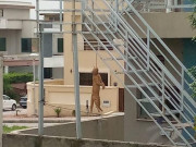 اسلام آباد میں ریٹائرڈ ملازم نے بلی کو پھانسی دے کر لٹکا دیا