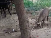 راولپنڈی میں شکاری نایاب نسل کے ہرن کا شکار کرکے کھاگئے