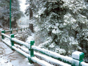 امریکابرفانی طوفان نے تباہی مچادی 9 افراد ہلاک  