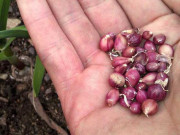 زرعی تحقیقاتی سینٹر سے لاکھوں روپے کا لہسن بیج چوری