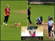 آئرلینڈ میں ویمن کرکٹ میچ کے دوران کتے نے گیند چرا لی