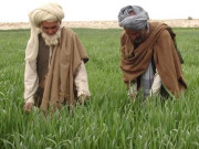 خیبرپختونخوا میں بیج اور کھادوں کی مفت فراہمی کیلیے کسان کارڈ کے اجراء کی تیاریاں مکمل