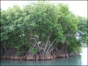 تیمر ساحلوں کی بقا کا ضامن