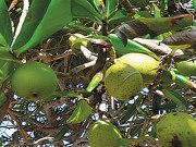 منچی نیل دنیا کا سب سے زہریلا درخت 