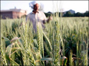 حکومت کا کسانوں کے مسائل کوترجیحی بنیادوں پرحل کرنے کا فیصلہ