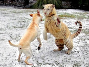 امریکی چڑیا گھر میں کتے اورشیر کے درمیان دوستی 