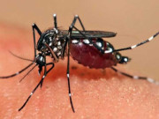 خیبر پختونخوا میں ایک روز کے دوران 304 افراد میں ڈینگی کی تشخیص