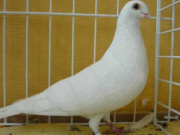 پاکستان میں کبوتر پروری کا رحجان بڑھنے لگا