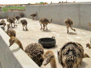 پنجاب میں شترمرغ فارمنگ اوراونٹنی کی دودھ کی فروخت کے منصوبے ٹھپ