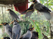 پنجاب میں پرندوں کا غیرقانونی کاروبار کرنے والوں کیخلاف کریک ڈاؤن