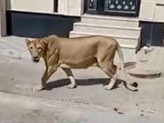 سعودی عرب کی سڑکوں پر شیر کے گھومنے کی ویڈیو وائرل