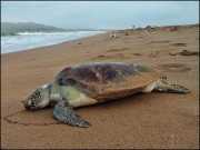 بلوچستان کی ساحلی پٹی اب کچھووں کےلیے غیر محفوظ