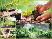 باغبانی کے انسانی صحت پر 10حیرت انگیز فوائد