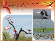 مہمان پرندوں کا خیال رکھیں