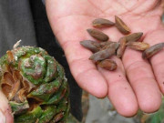 چلغوزے کی قیمت میں حیرت انگیز کمی قیمت 10 ہزار روپے سے گھٹ کر 3600 پر آ گئی