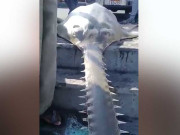 پاکستانی پانیوں میں نایاب آرہ مچھلی کی موجودگی کا انکشاف