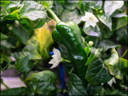 اور اب پیشِ خدمت ہیں خلائی مرچیں