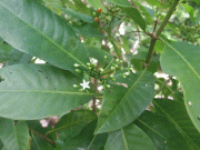 اس پودے میں قدرتی اور طاقتور درد کش دوا موجود ہے