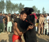 گوجرانوالہ میں منفرد کشتیپہلوان نے ریچھ کو دھول چٹا دی
