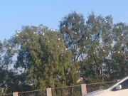 راولپنڈی اسلام آباد میں سائیبریا سے آئے پرندوں کے ڈیرے