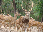 پنجاب میں ہرنوں کی ٹرافی ہنٹنگ کروانے کا فیصلہ