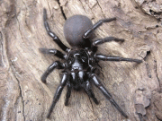 اس مکڑی کا ڈنک انسانی ناخن چھید سکتا ہے