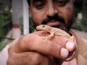 پاکستان میں چھپکلیوں کی 85 اقسام کوئی زہریلی نہیں